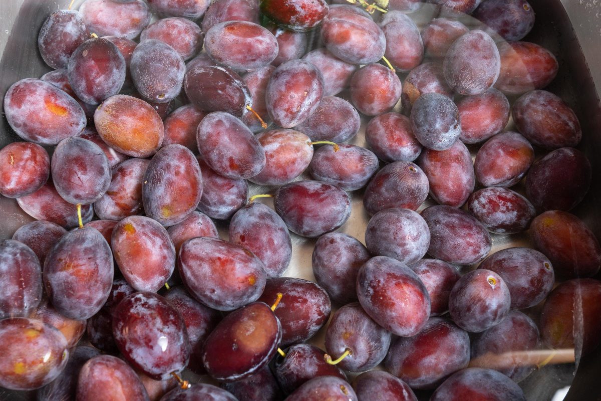 Wash plums for making your own plum sauce